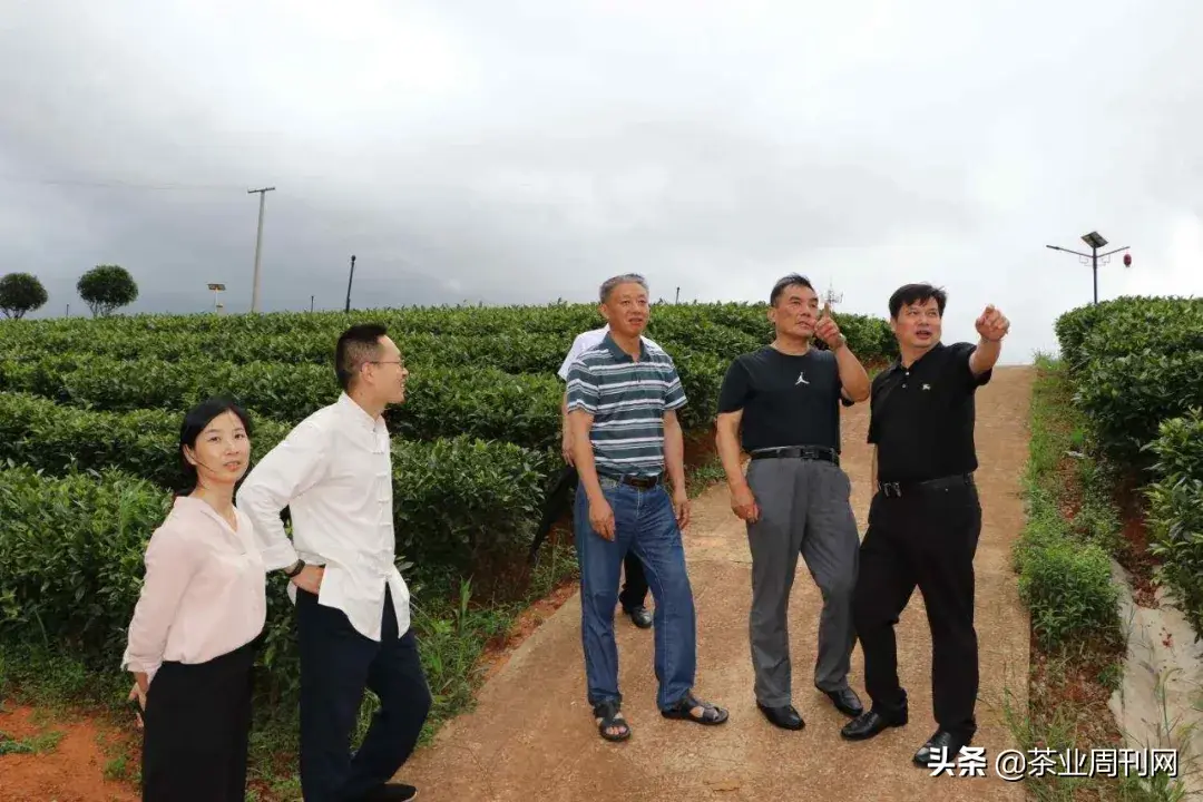 茗品富硒贡茶好喝吗