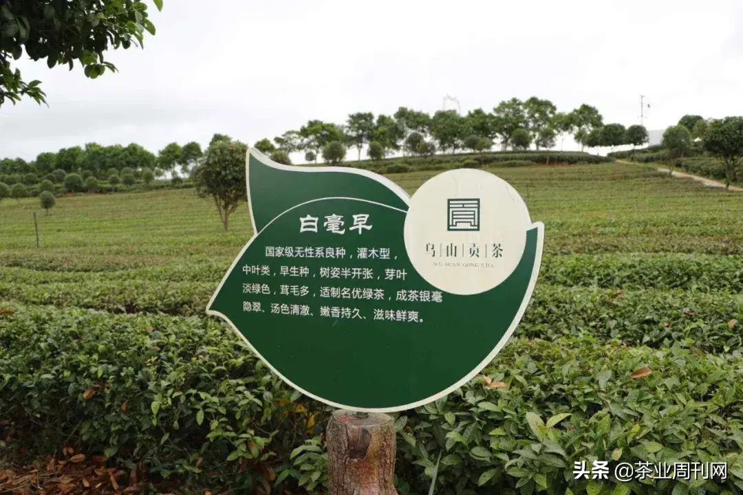 茗品富硒贡茶好喝吗