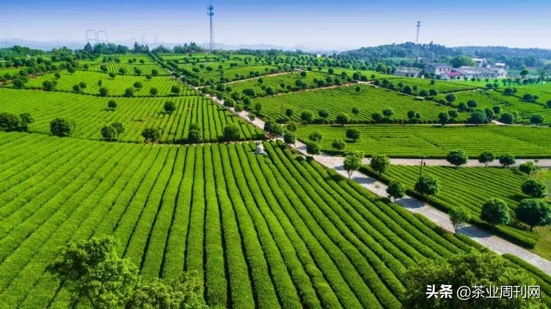 茗品富硒贡茶好喝吗