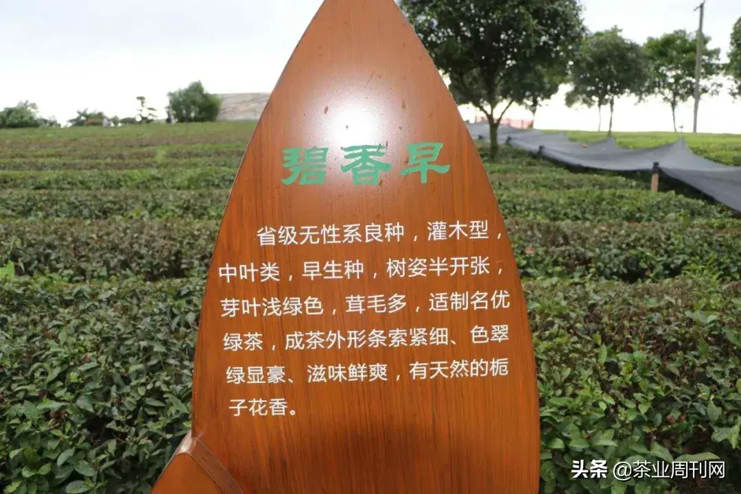 茗品富硒贡茶好喝吗