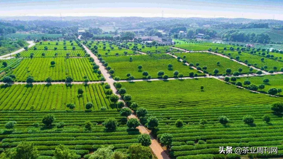 茗品富硒贡茶好喝吗
