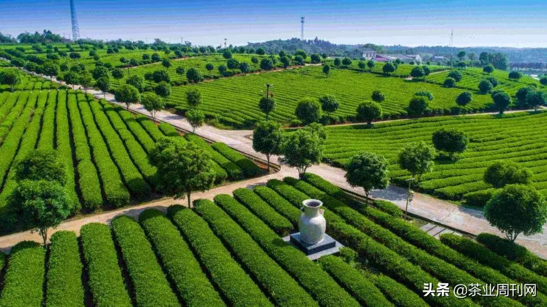 茗品富硒贡茶好喝吗