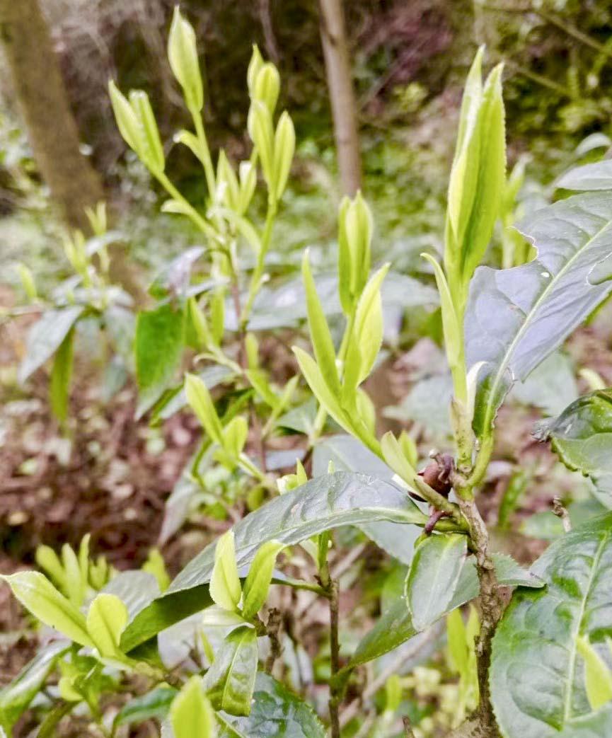 茗品富硒贡茶好喝吗
