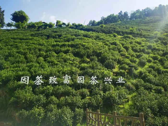 紫阳县富硒茶采摘园