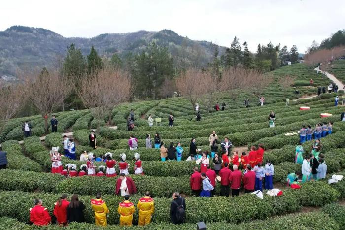 紫阳县富硒茶采摘园