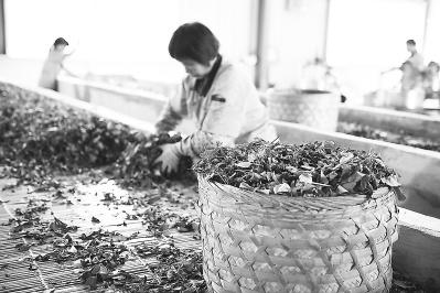 重庆富硒八仙茶价格