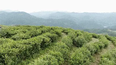 平利县有没有富硒茶