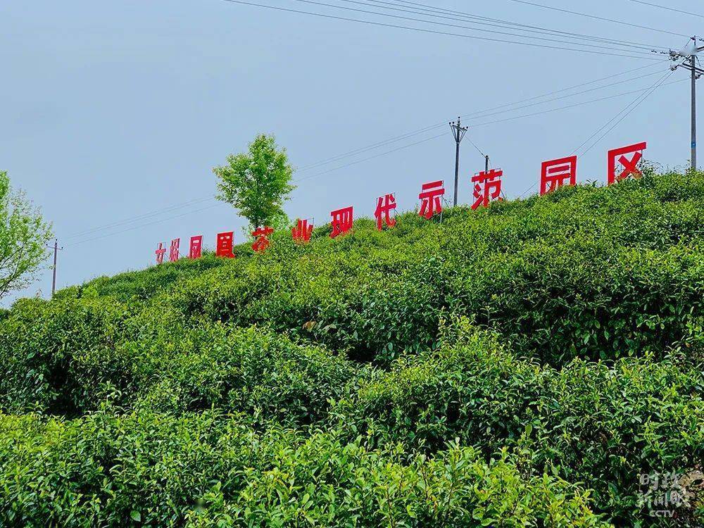 平利县有没有富硒茶