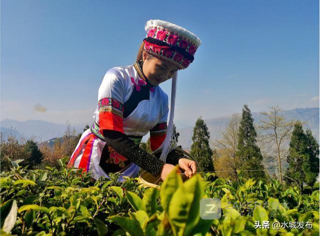 水城富硒茶妙笔生花