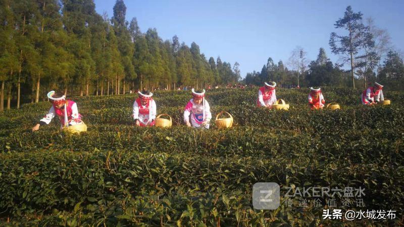 水城富硒茶妙笔生花