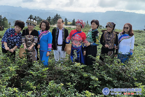 来凤富硒藤茶百福司