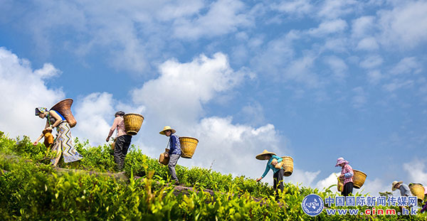 来凤富硒藤茶百福司