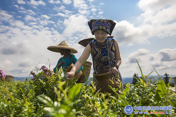 来凤富硒藤茶百福司