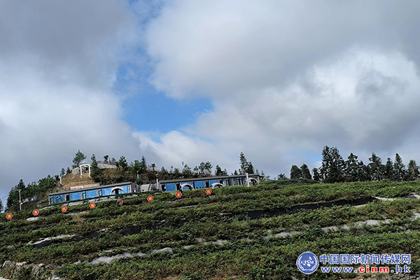 来凤富硒藤茶百福司