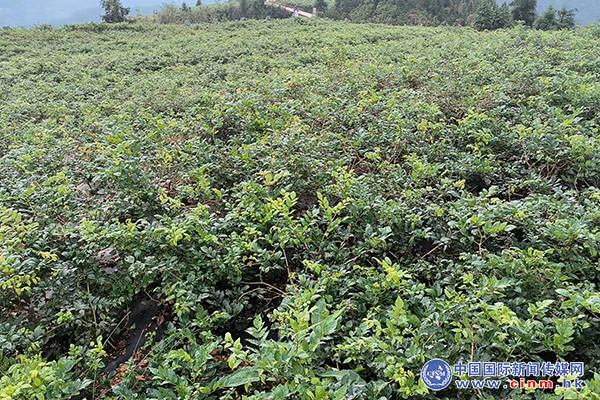来凤富硒藤茶百福司