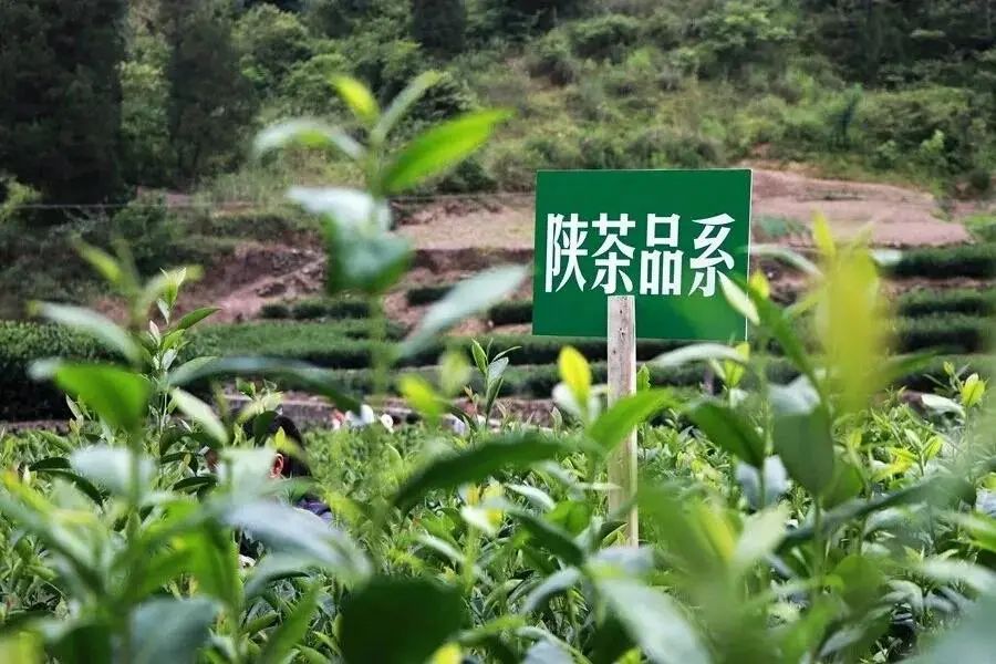 紫阳富硒茶品牌价值