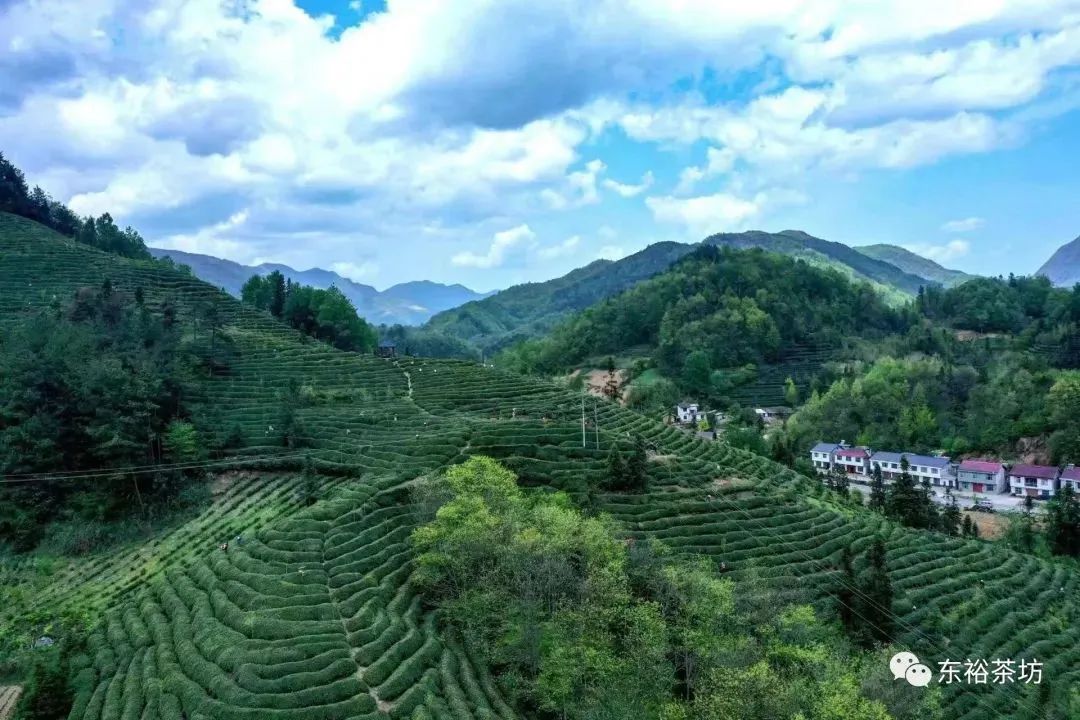 紫阳富硒茶品牌价值