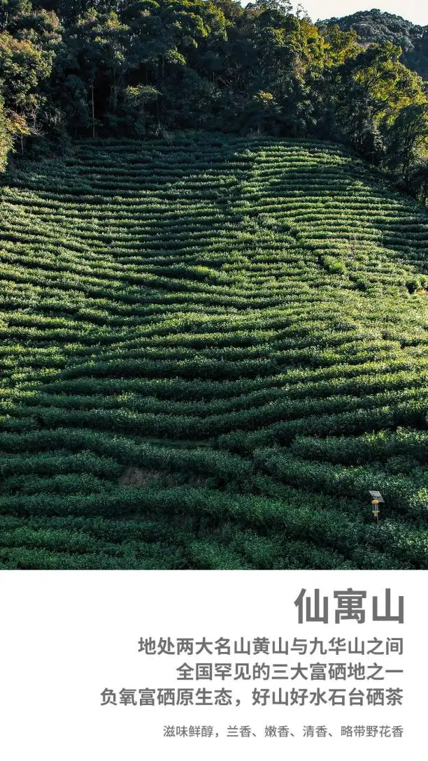 仙寓山富硒茶种植地