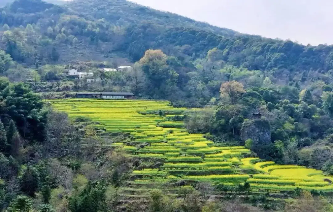 仙寓山富硒茶种植地