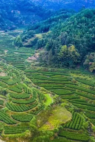 仙寓山富硒茶种植地