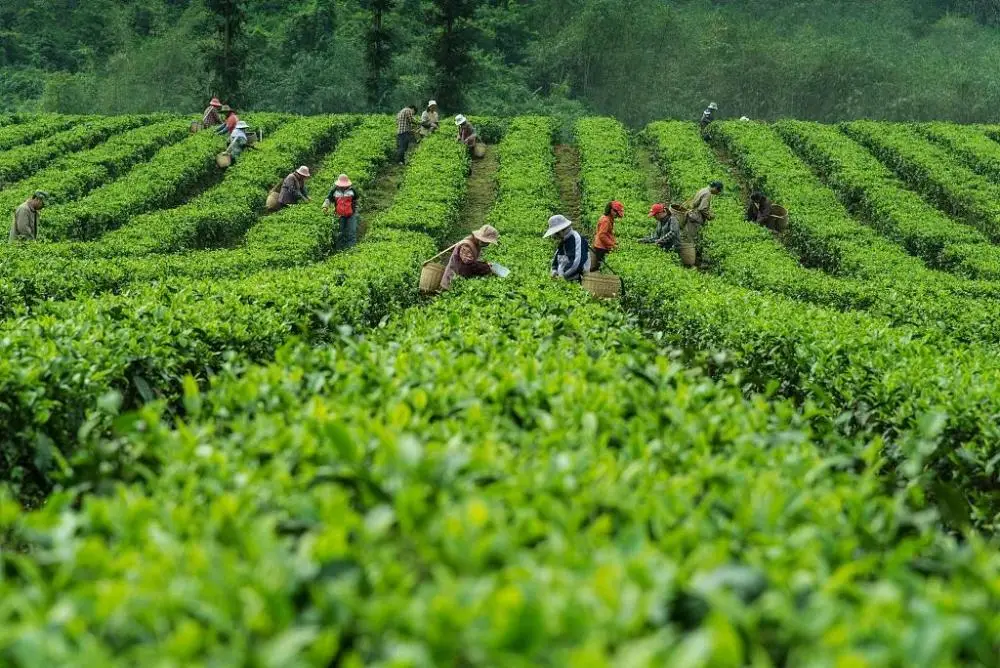 仙寓山富硒茶种植地