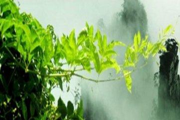 富硒藤茶效果怎么样