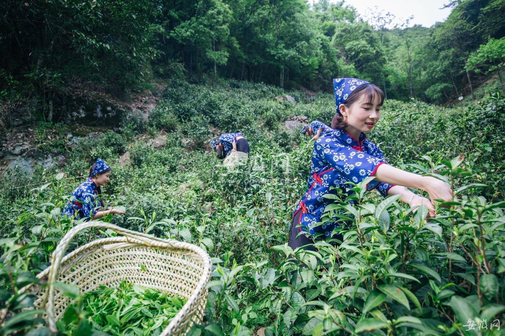 霄坑富硒茶是哪里的