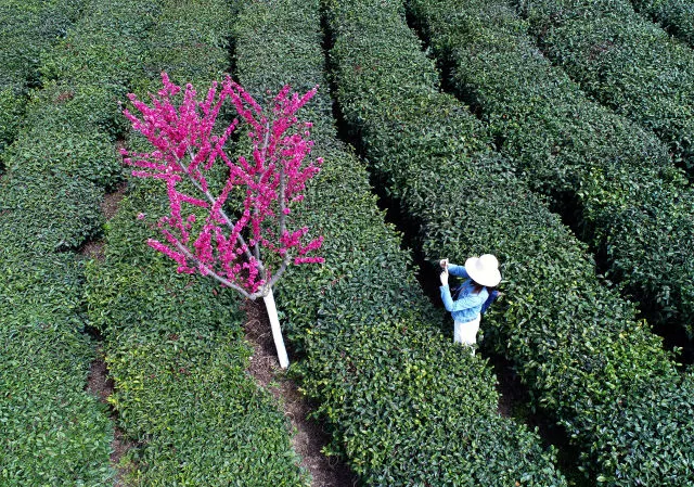 紫阳茶富硒叶价格表