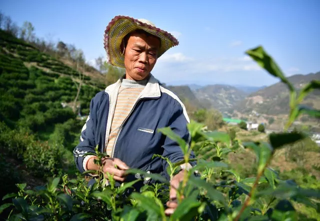 紫阳茶富硒叶价格表
