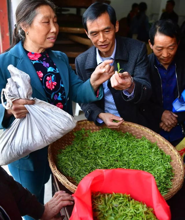 紫阳茶富硒叶价格表