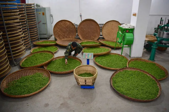 紫阳茶富硒叶价格表