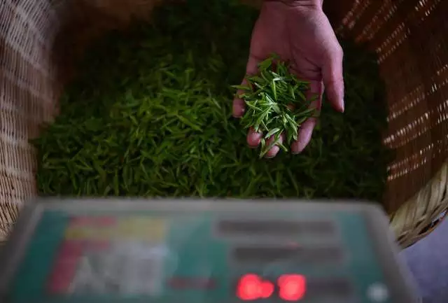 紫阳茶富硒叶价格表