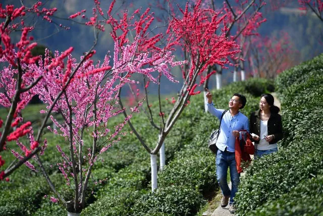紫阳茶富硒叶价格表