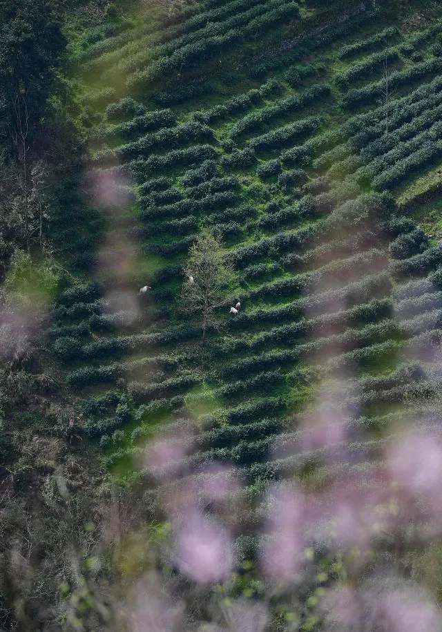 紫阳茶富硒叶价格表