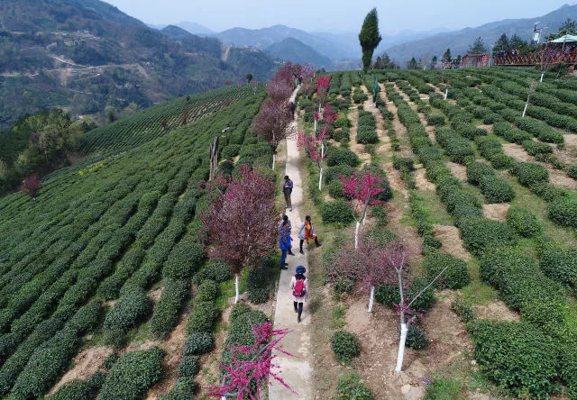 紫阳茶富硒叶价格表
