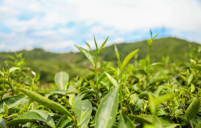 富硒茶糖尿病能喝吗