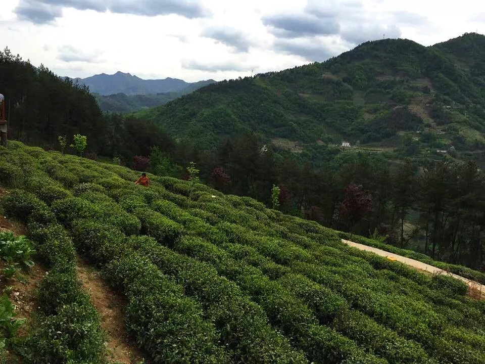 来品万源白羊富硒茶