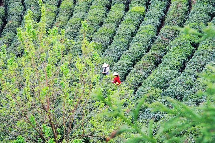 来品万源白羊富硒茶