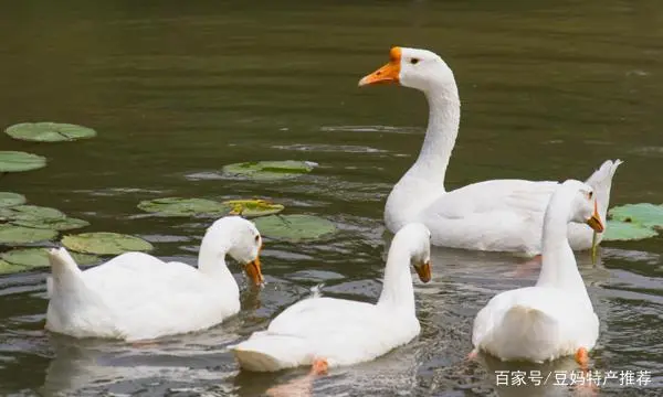 巴山雀舌万源富硒茶