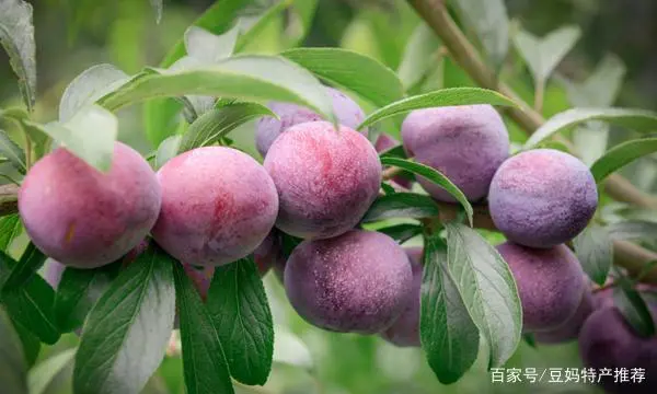 巴山雀舌万源富硒茶