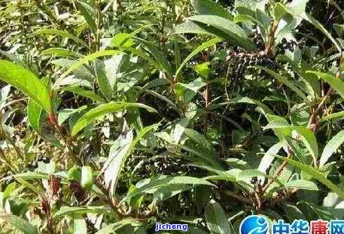南藤茶的价钱及功效全揭秘
