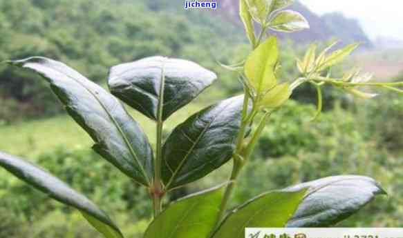 南藤茶的功效-南藤茶的功效和作用