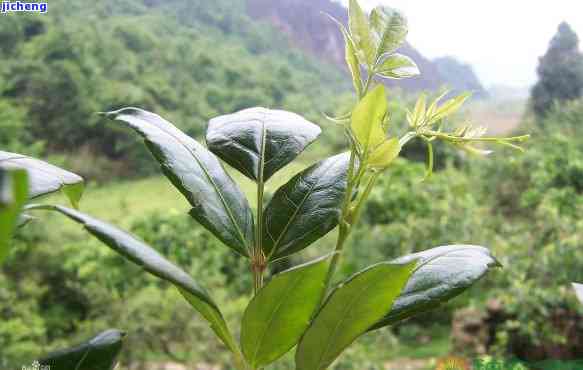 西藤茶的功效与作用：揭示其对风湿病的作用及实拍图片