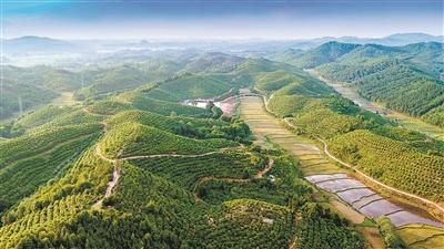 富硒茶籽出油率高吗