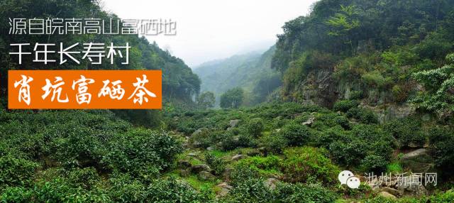 霄坑村富硒茶多少钱