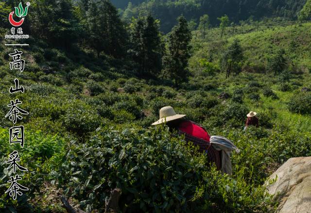 霄坑村富硒茶多少钱