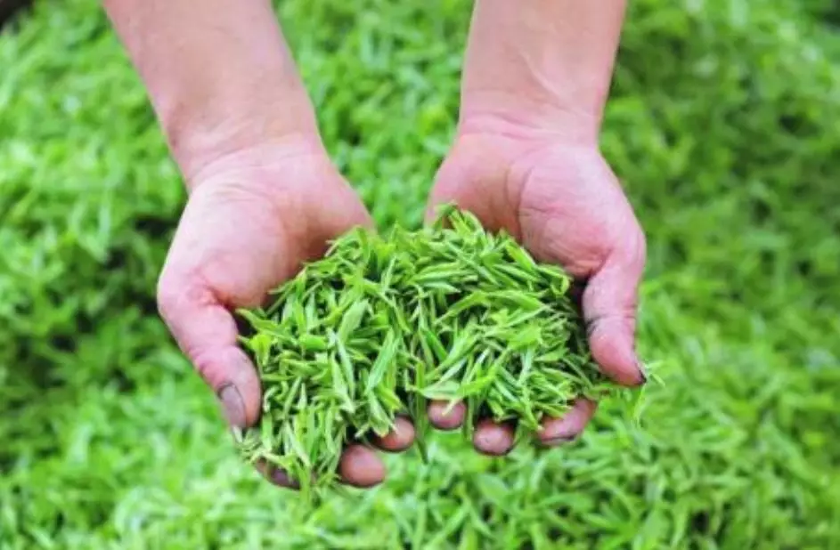 万源富硒茶产业基地