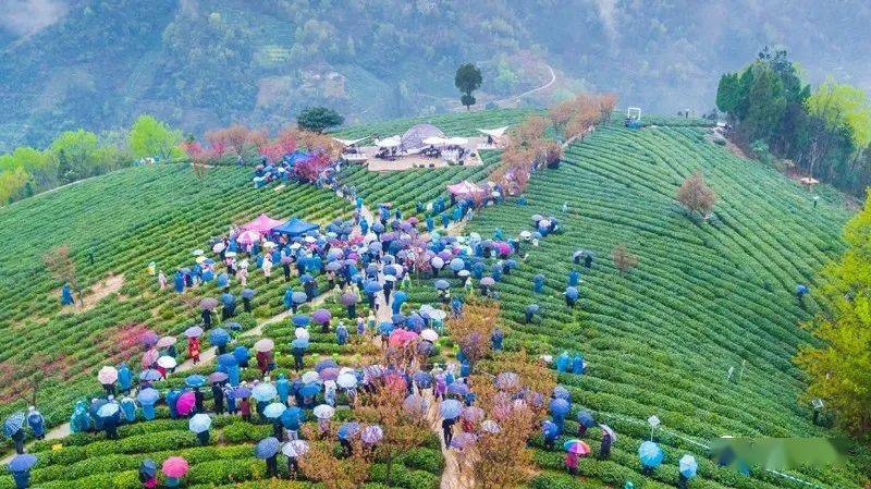 紫阳县向阳镇富硒茶