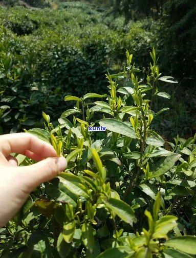 仙寓山茶叶的功效与价格全解析：野茶图片及野生茶介绍