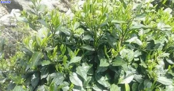 仙寓山茶叶的功效与价格全解析：野茶图片及野生茶介绍